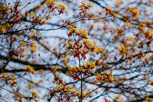 Blossoming Symphony: Red Maple in Spring 