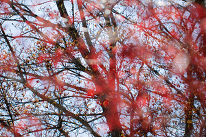 Spring’s Vibrant Veil: Red Maple