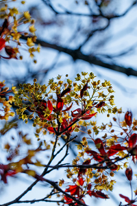 Blossoming Radiance: Red Maple in Full Bloom