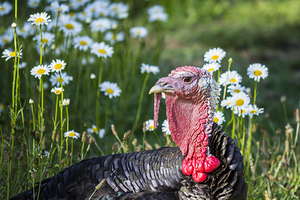 Black male turkey laying in a field of daisies