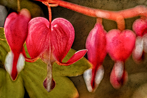 Bleeding Hearts 