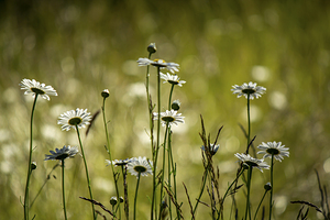 Daisies in the meadow