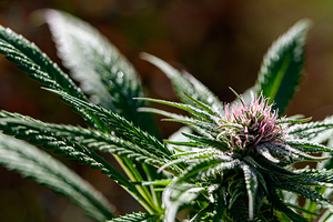 Daybreak Serenity: Natures Beauty