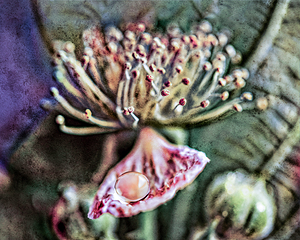 Drop of Water on Black Berry Petal
