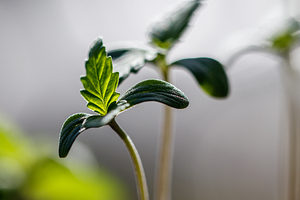Early Growth: Sprouting Potential