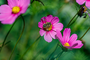 Flight of the Pollinator