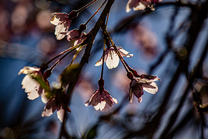 Glowing pink petals