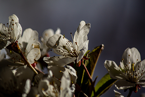 Grey sky & white petals