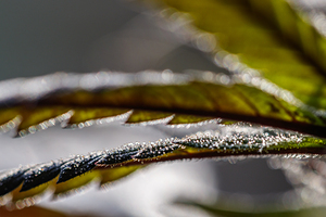 Close-up of Trichomes on Fan Leaf