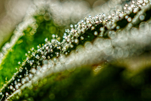 Close-up of Trichomes on Cannabis