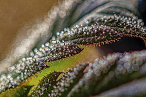 Glistening sugar leaves