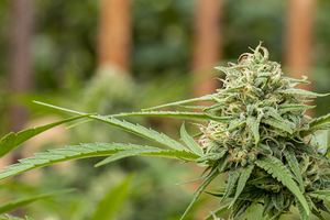 Growing outdoor BC bud