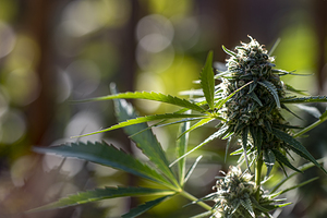 Mary Jane in the Garden