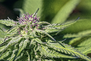 Purple Pistils on Nuken: growing outdoors