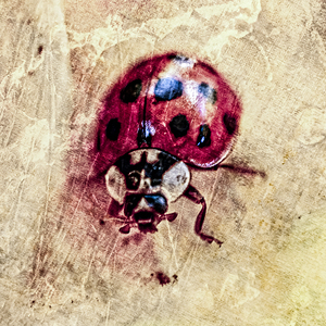 Painterly Lady Bug