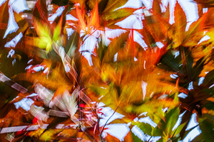 Kinetic Maple Abstract