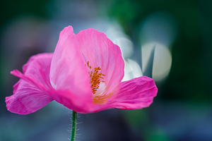 Luminous Solitude: Single Poppy Portrait