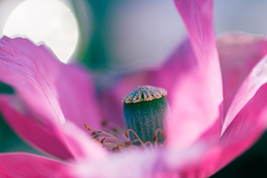 Natures Intimate Dance: Poppy Stamen and Pistils