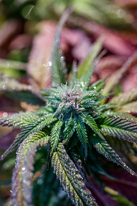 Natures Palette: Botanical Impressions