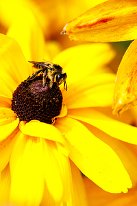 Nectar in exchange for Pollen transport: pollinator print