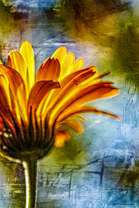 Orange petals against distressed sky