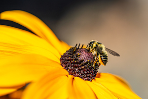 Pollen Pilgrim