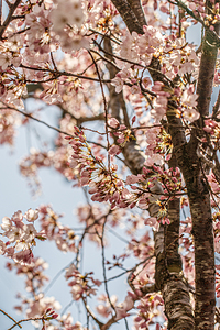 Pretty in Pink blossoms