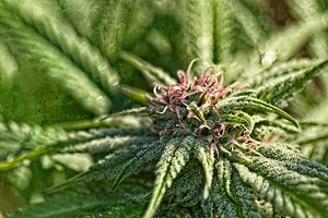 Resinous Cannabis flower