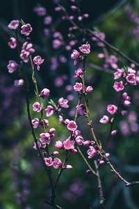Serenity in Bloom: Meditations Among Peach Blossoms