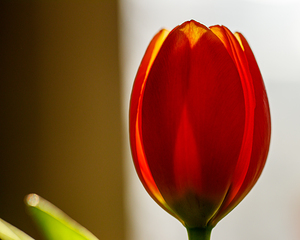 Spring Tulip print