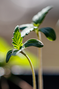 Sprouting Splendor: Early Growth