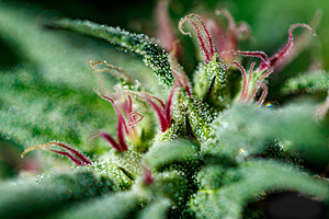 Trichome Tapestry: Natures Detailed Canvas