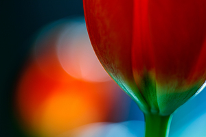 Tulip Semi-abstract print