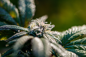 Verdant Euphoria: Tranquil Perspectives