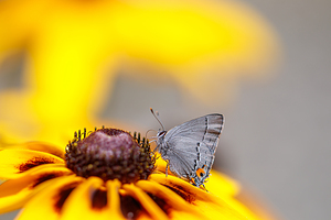  Fluttering Feasts