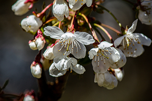 beautiful dainty blossoms