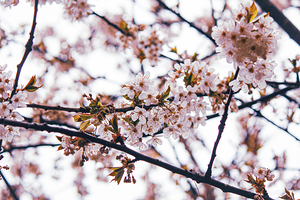 delicate pink blossoms