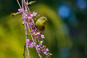 green warbler bird perched on branch trailing pink blossoms