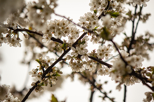 pale cherry tree blossoms