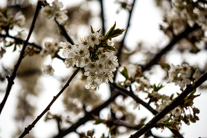 white blossom petals 