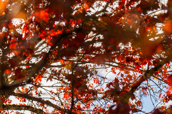 Blooming Red Maple: Impressions of Spring by Heather Marie Clark