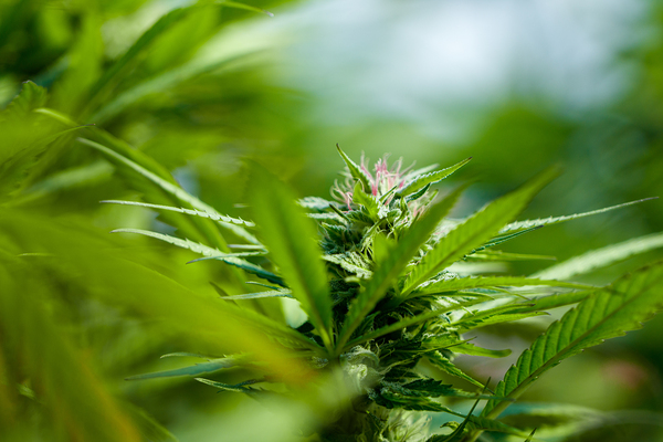 Ethereal Foliage Print