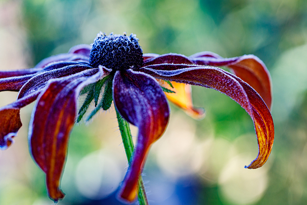 Frosted Black Eyed Susan Print