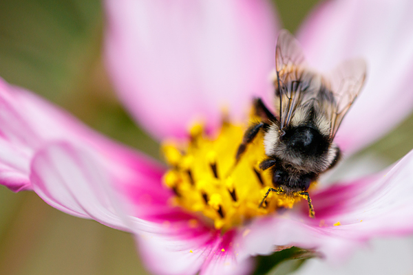 Harmony in Bloom Print