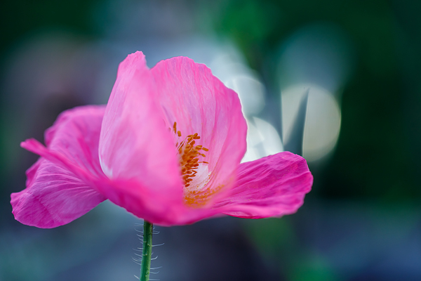 Luminous Solitude: Single Poppy Portrait by Heather Marie Clark