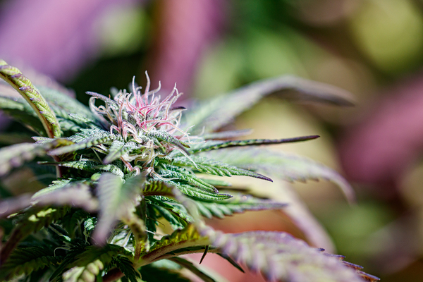 Pretty in Pink & Green Print