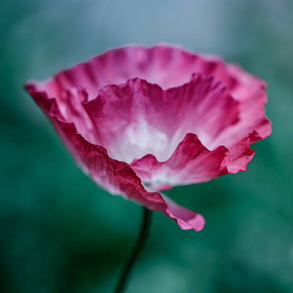 Scarlet Whispers: Close-Up Poppy Portraits Print