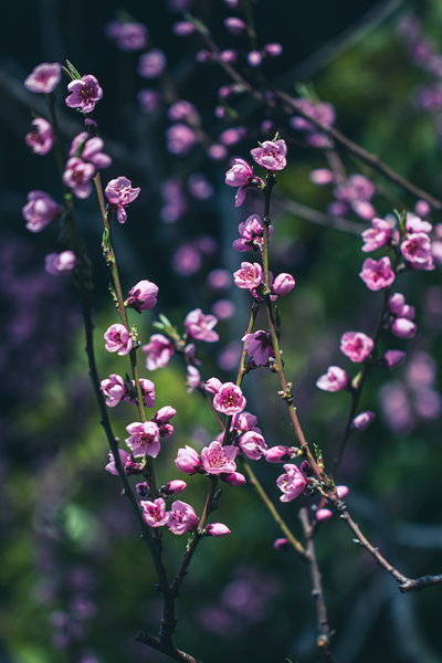 Serenity in Bloom: Meditations Among Peach Blossoms Print