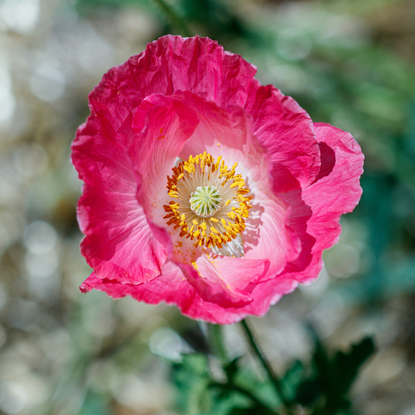 Solitary Beauty: Single Poppy Studies Print