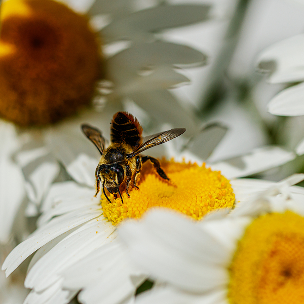 The Nectar Collector Print